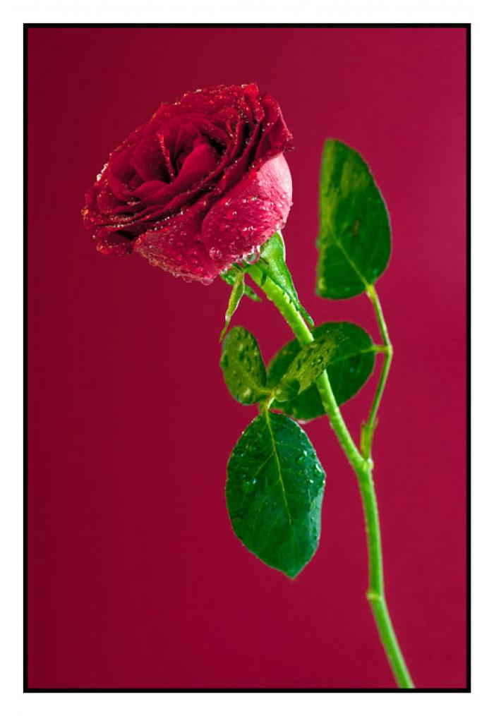 Water mist Red Rose on a burgundy background