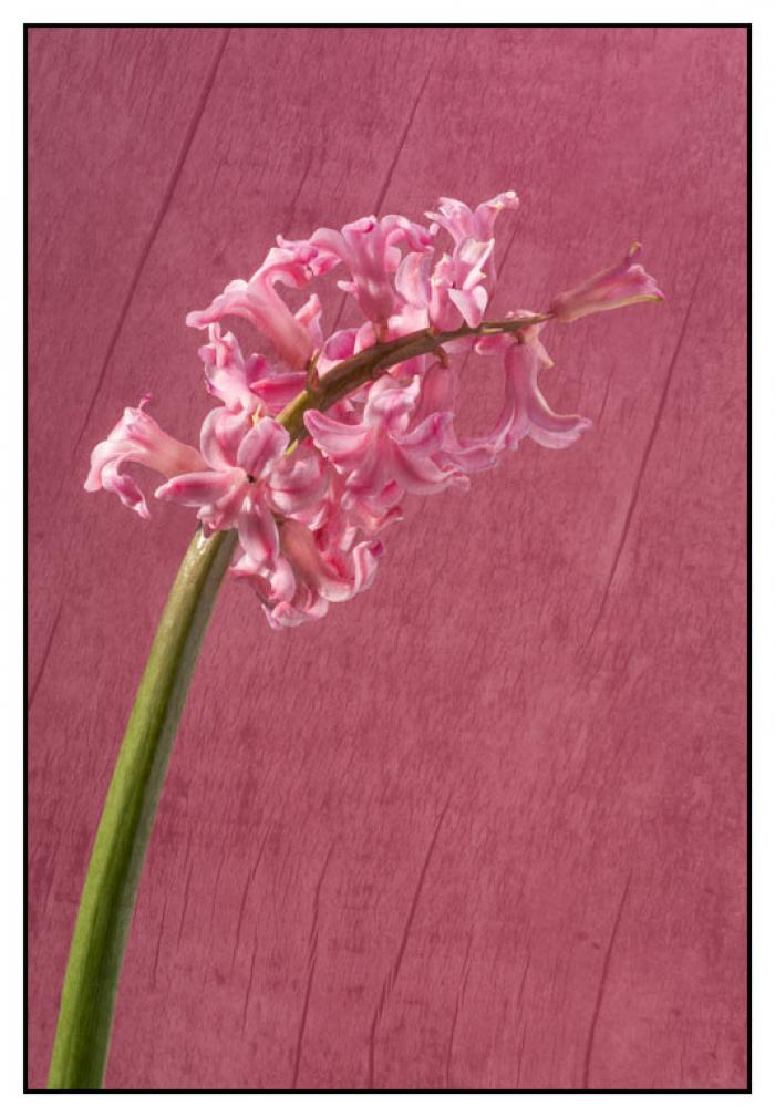 Hyacinth on a pink textured background