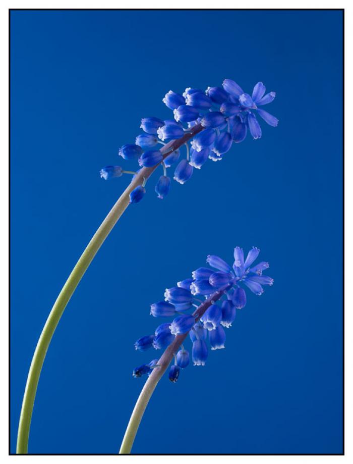 Muscari 'Grape Hyacinth' pair on a blue background
