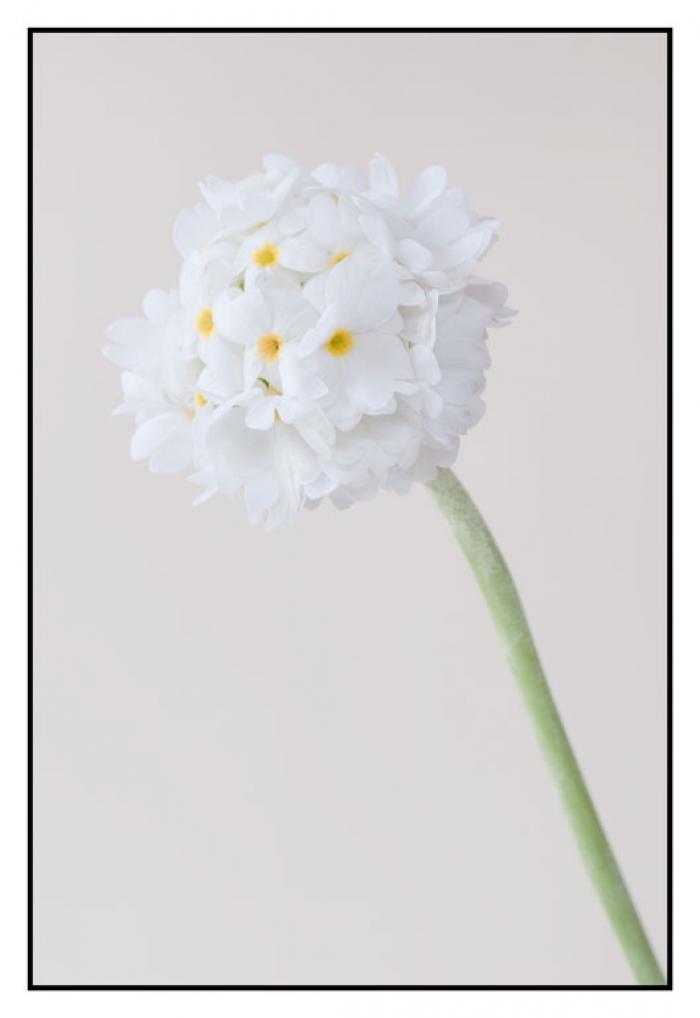 White Drumstick Primrose on a cream background