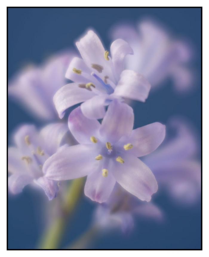 Dreamy lilac Bluebells on a blue background 