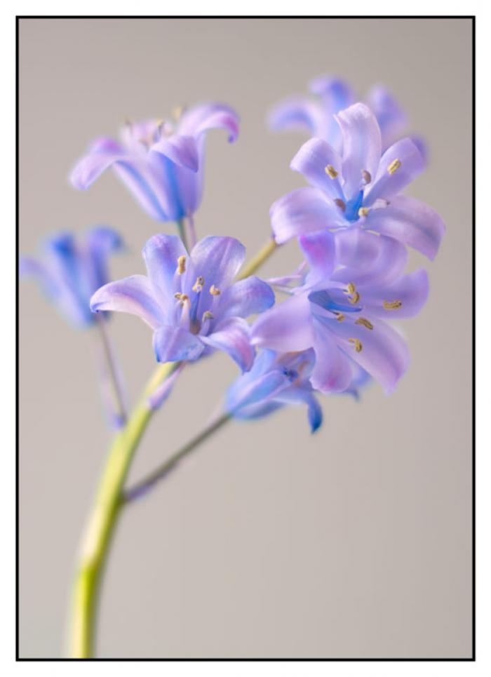 Soft focus Lilac Bluebells on a beige background