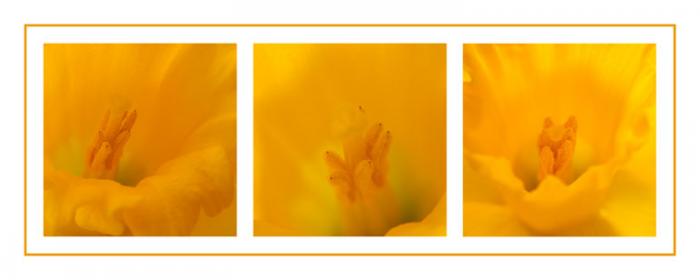 Daffodils, macro Triptych