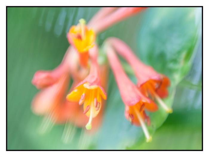 Coral Honeysuckle in the spring sunshine