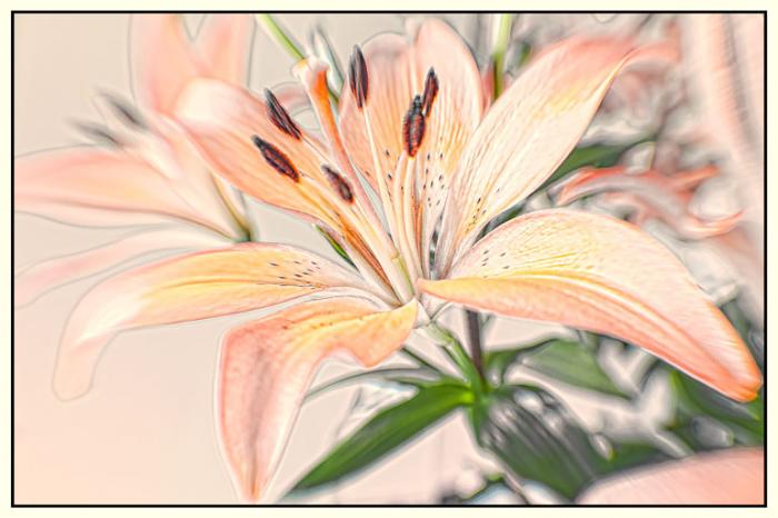 Painterly, Lily