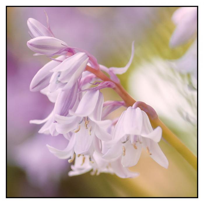 Painterly lilac Bluebells