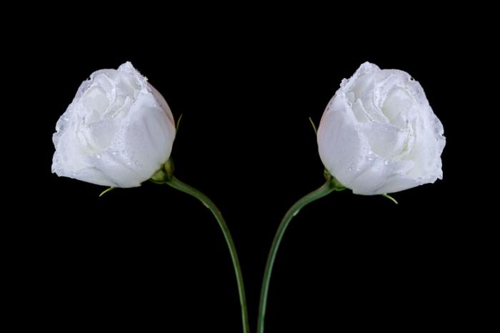 Lisianthus blooms on a black background
