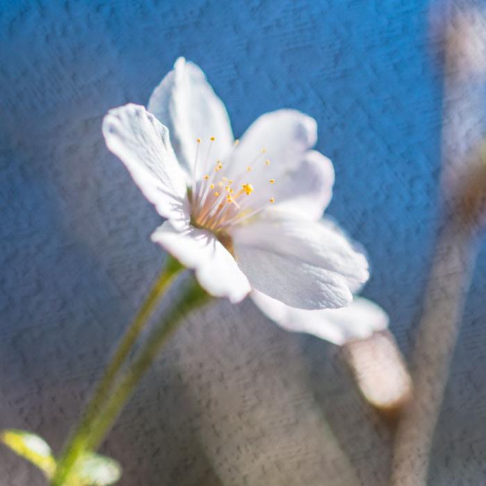 Spring Blossom against the blue sky on a texture  
