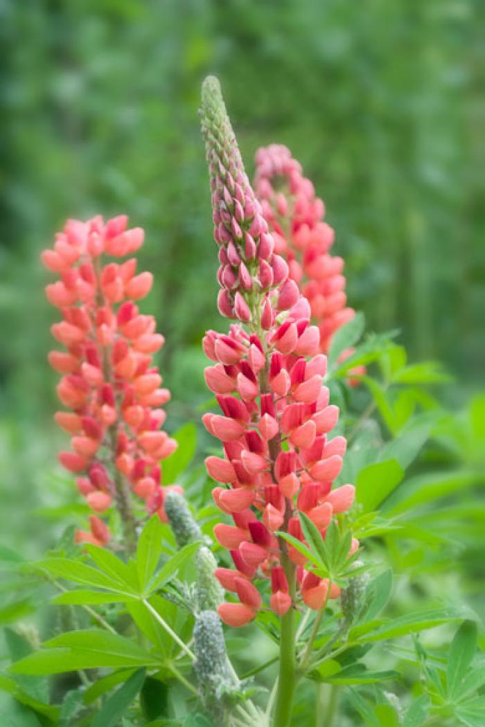 Page Red Lupins 