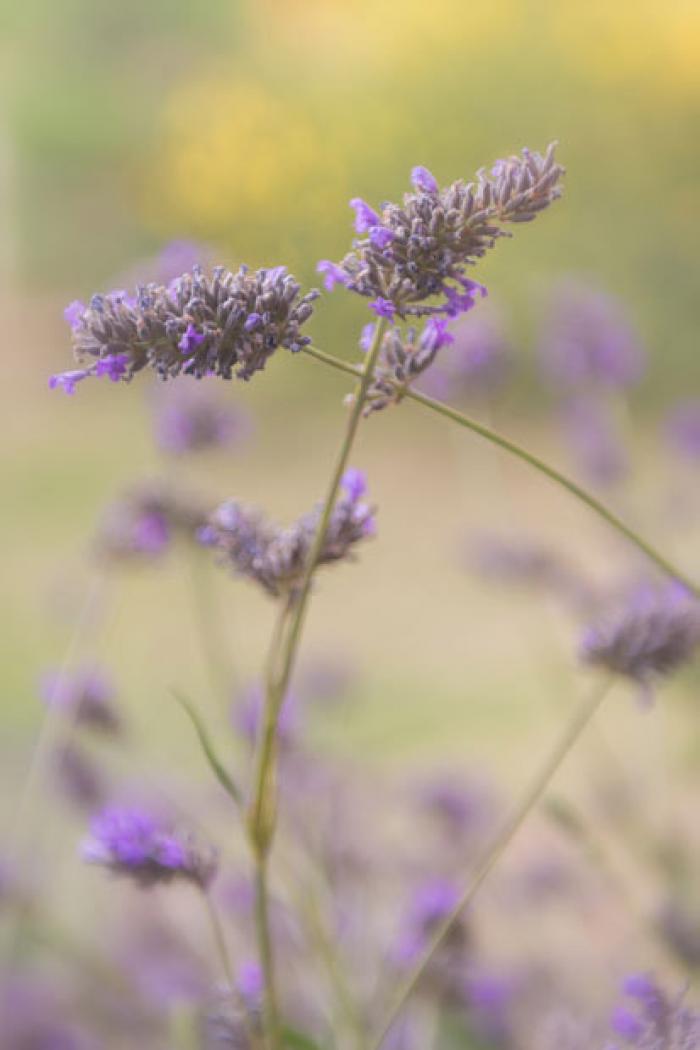 Lavender entwined