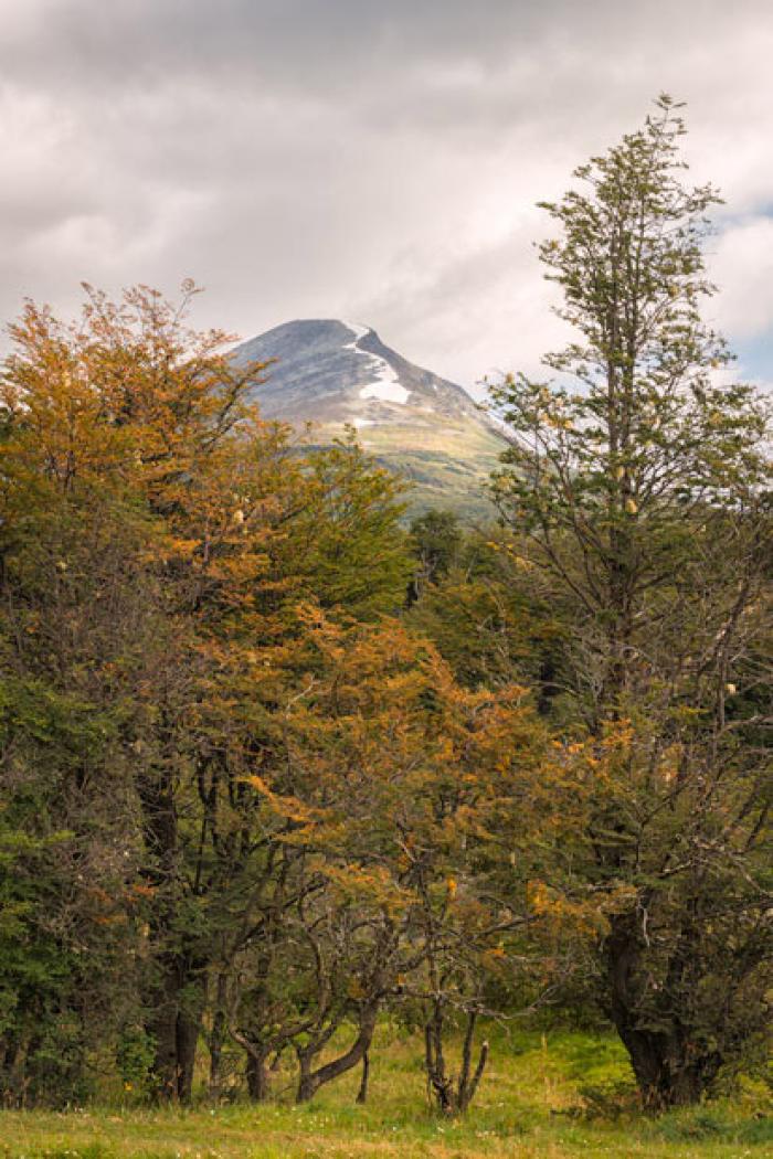 Forest trees and Condor Mountain, Tierra del Fuego