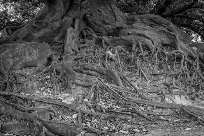 Ancient Tree Roots, Buenos Aires
