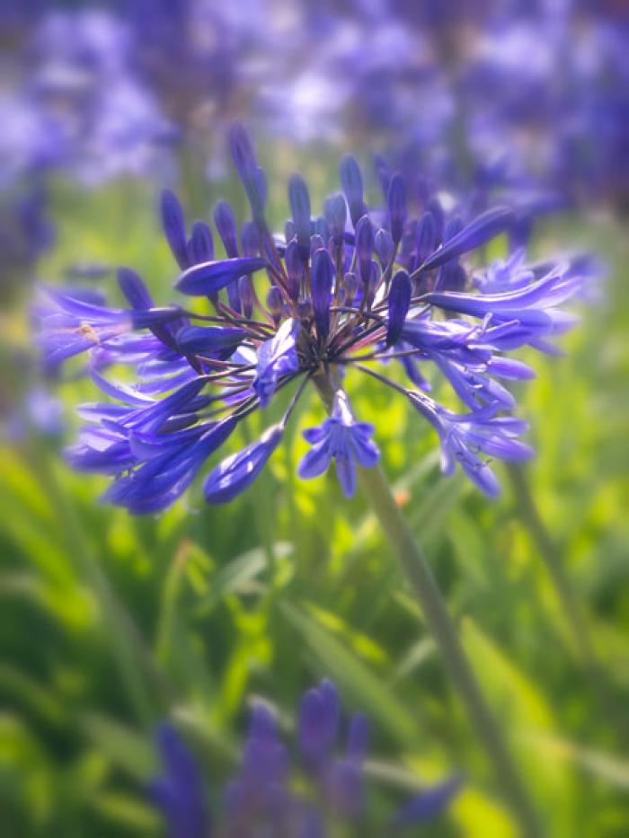 Agapanthus (African Lily) in the late summer sun
