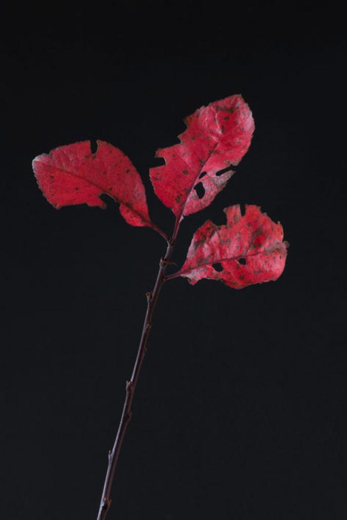 Battered red Leaves