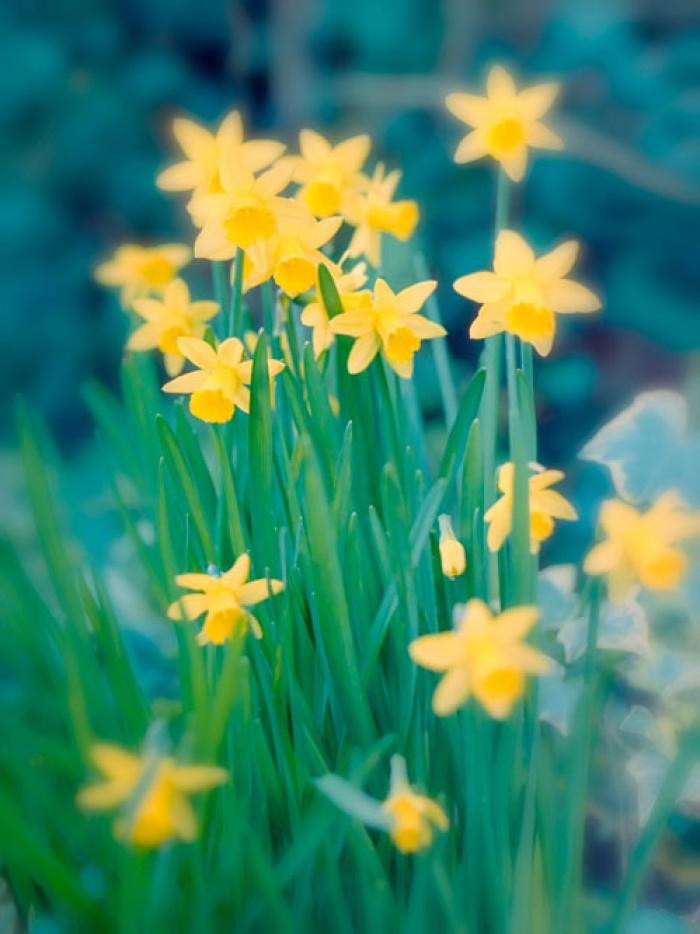 A Cluster of Golden Miniature Daffodils