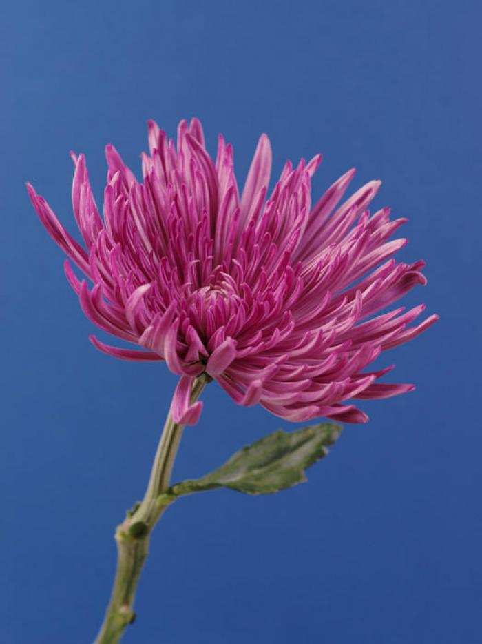 Pink Chrysanthemum on a light blue background