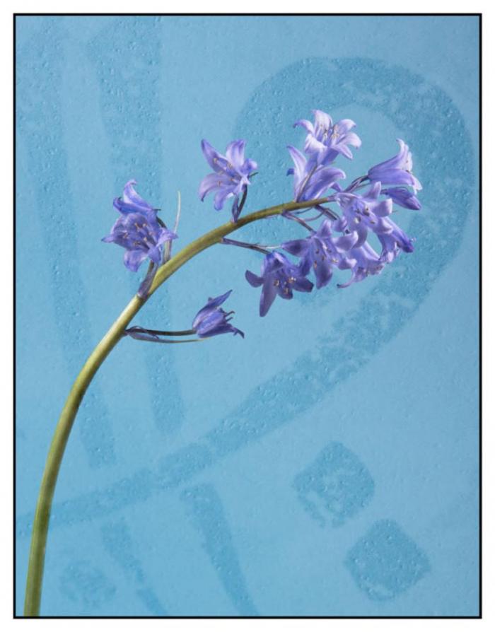 Bluebell on a textured background