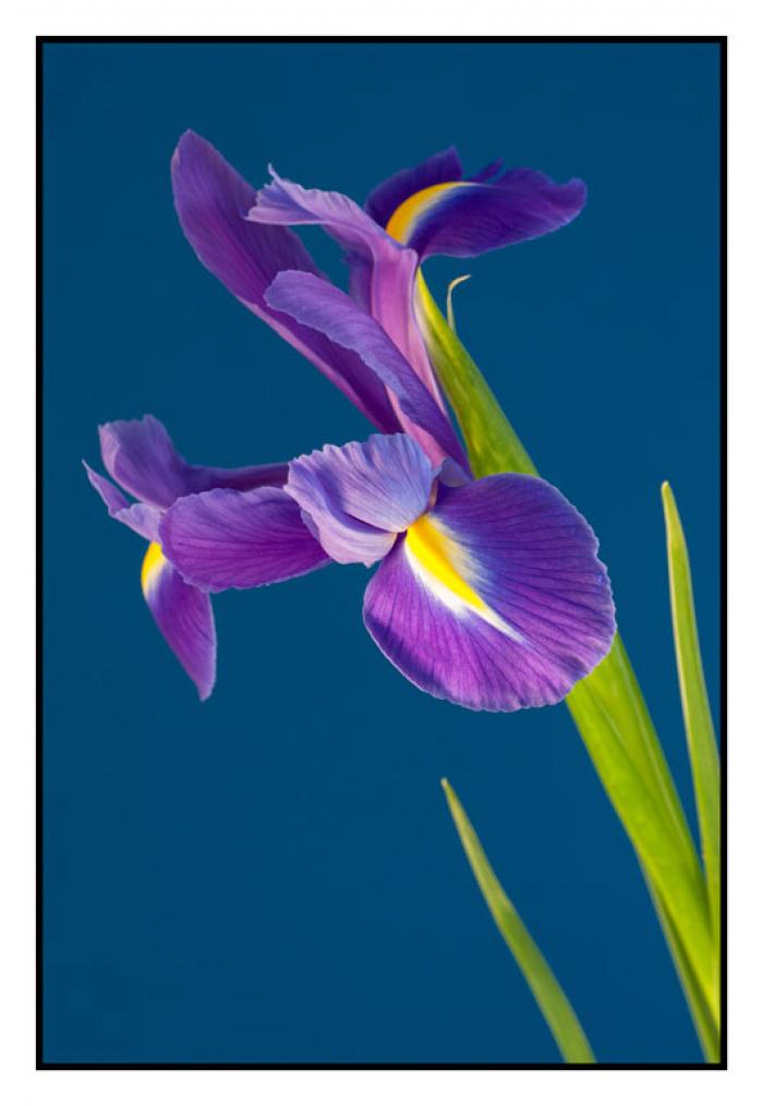 Iris on a blue background
