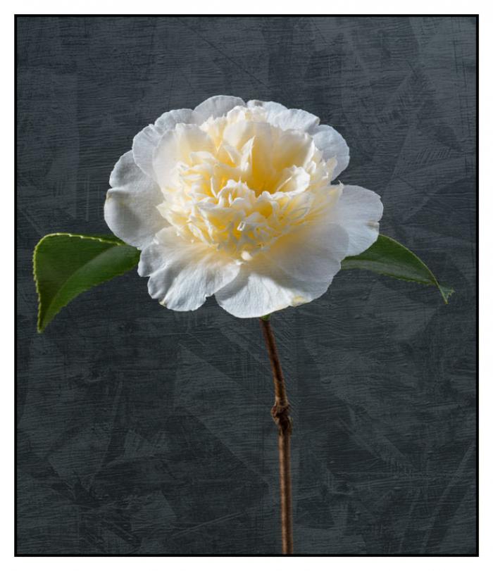 Camellia Williamsil 'Jury's Yellow' on a grey textured background