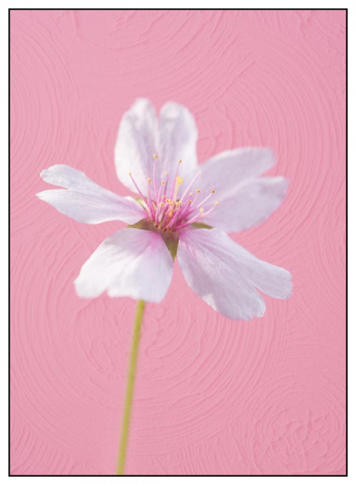 Spring Blossom on a pink textured background