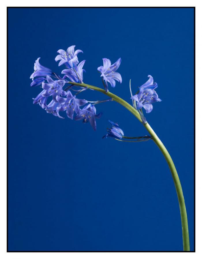 Bluebell Spray on a blue background