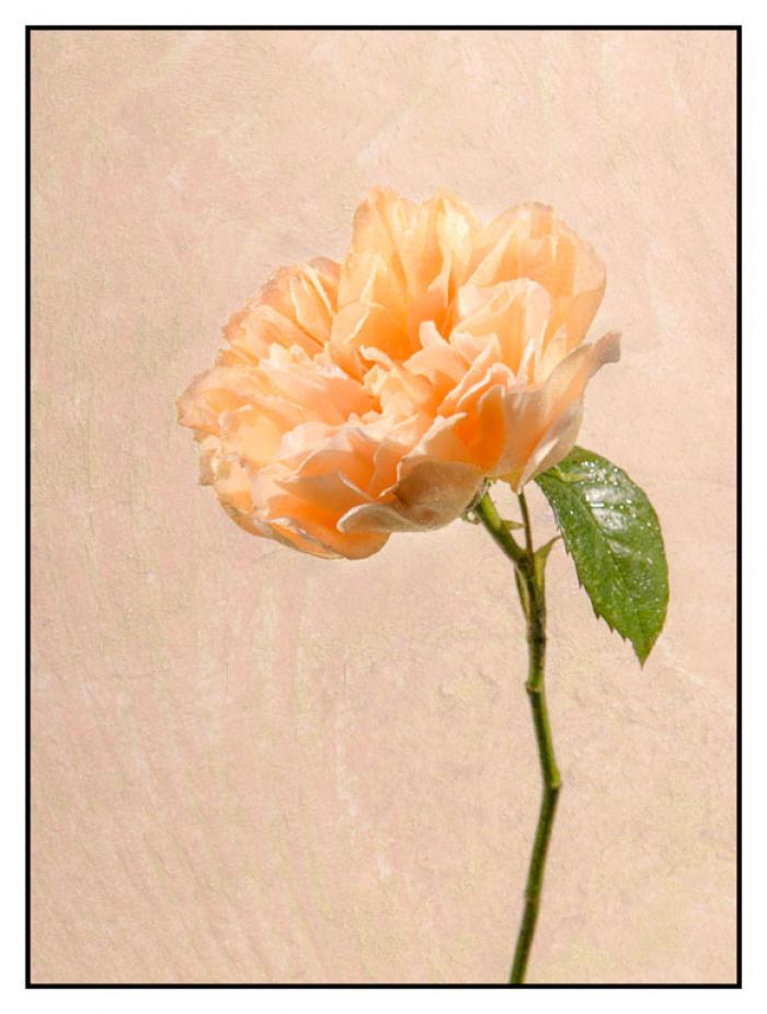 Apricot Rose on a cream background with a texture