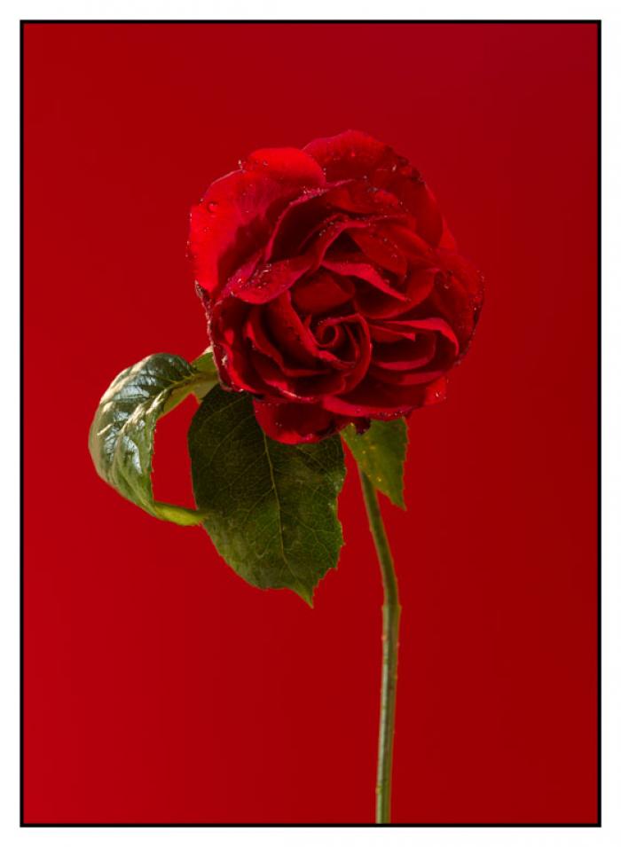 Water misted single Red Rose on a red background