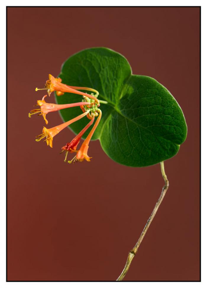 Coral Honeysuckle on a mid brown background