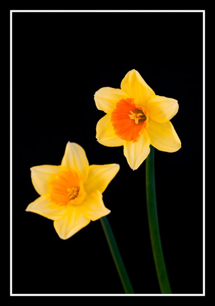 Daffodils on a black background