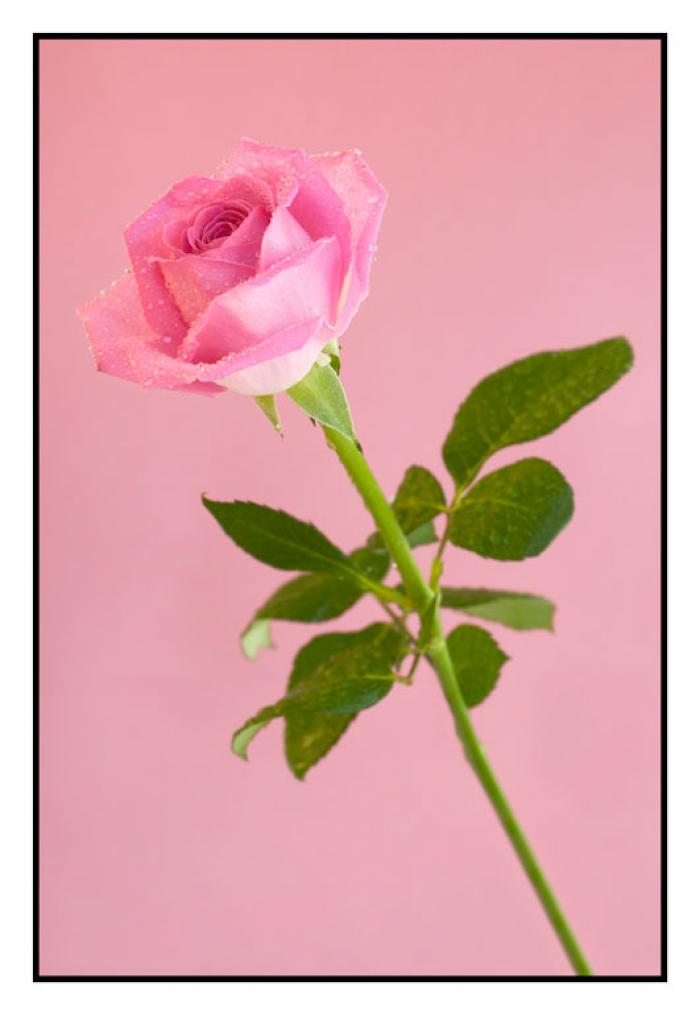 Water mist, Pink Rose on a pink background