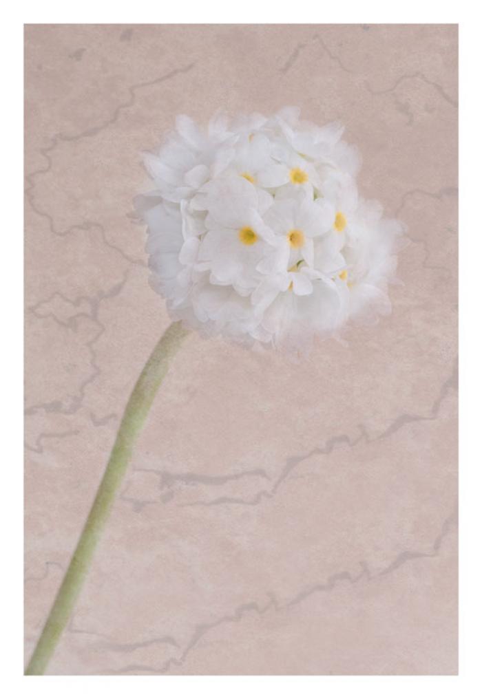 White Drumstick Primrose on a beige textured background