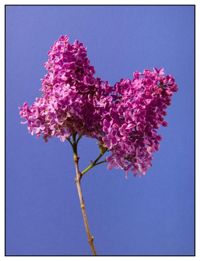 Buddleja, (Butterfly Bush) on a lilac background