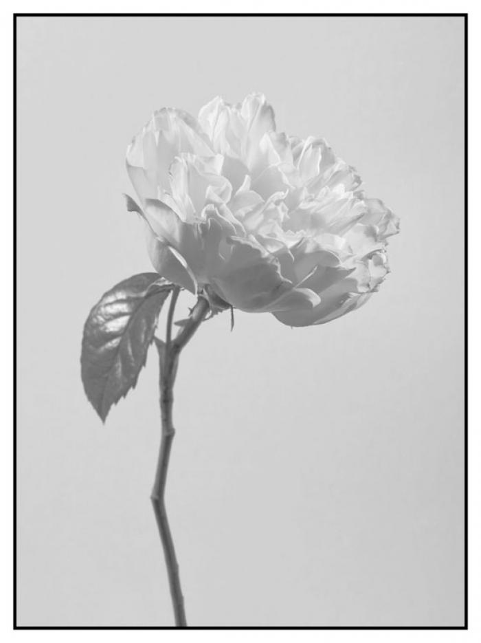 Apricot Rose in black and white on a bright cream background