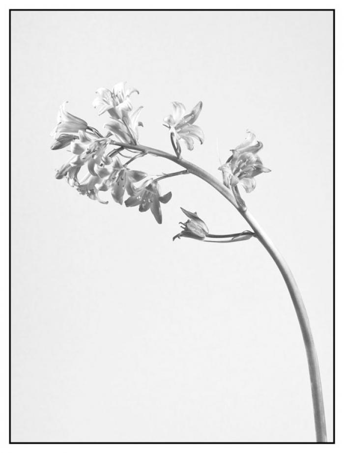 Bluebell in black and white on a cream background 