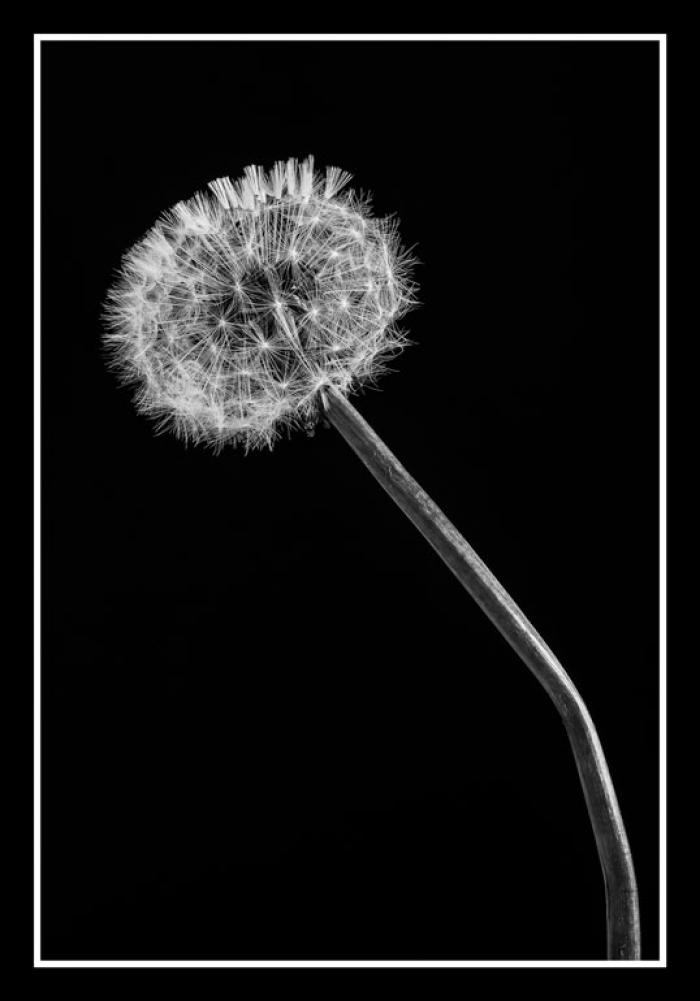 Clock Weed on a black background