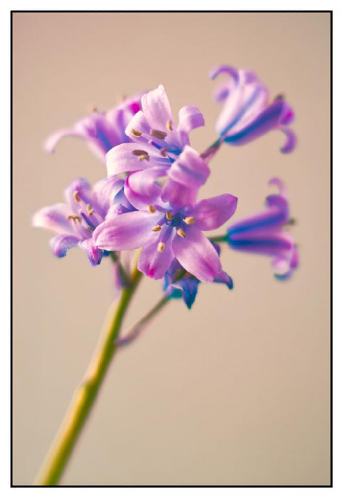 Deep Lilac Bluebells on a beige background