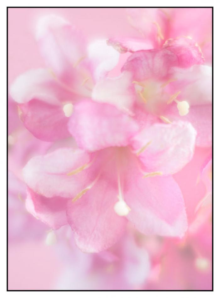 Delicate pink Blossoms