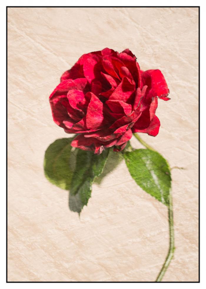 Red Rose on a cream textured background