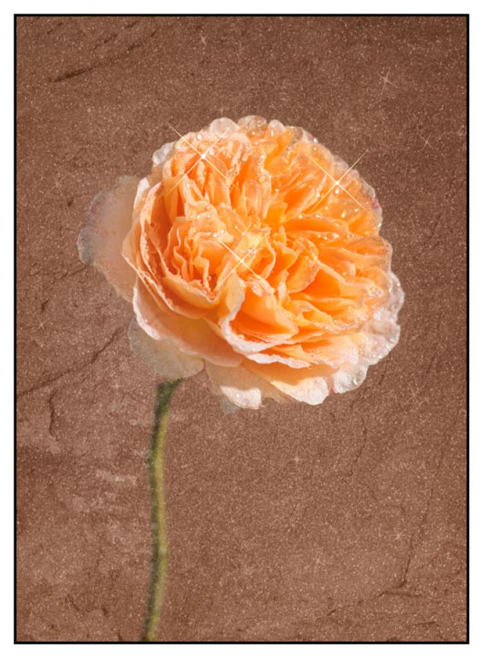 Water misted Peach Rose on a brown textured background