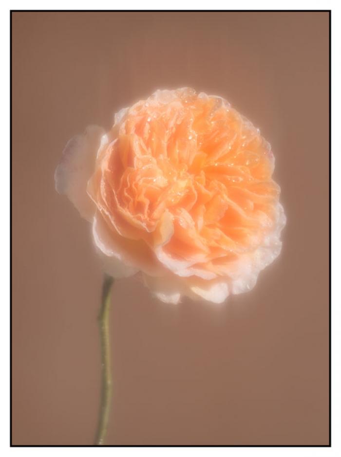 Diffused Peach Rose on a brown background
