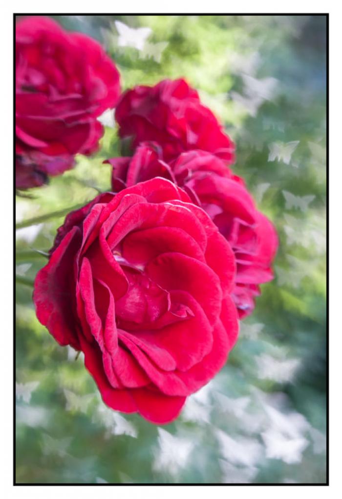 Butterfly bokeh, red garden roses