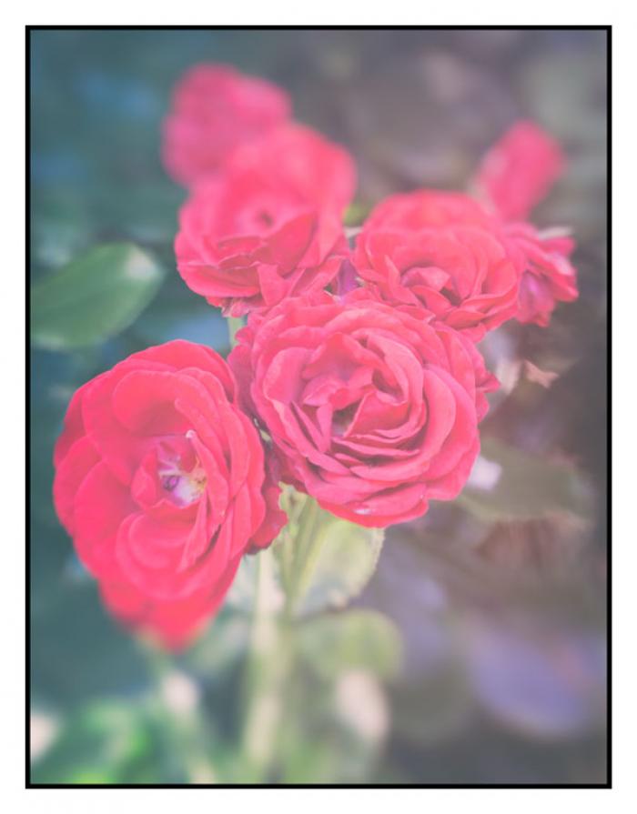 A cluster of red garden Roses