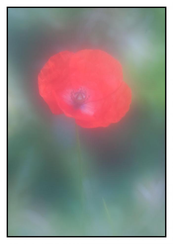 Soft and delicate red Poppy