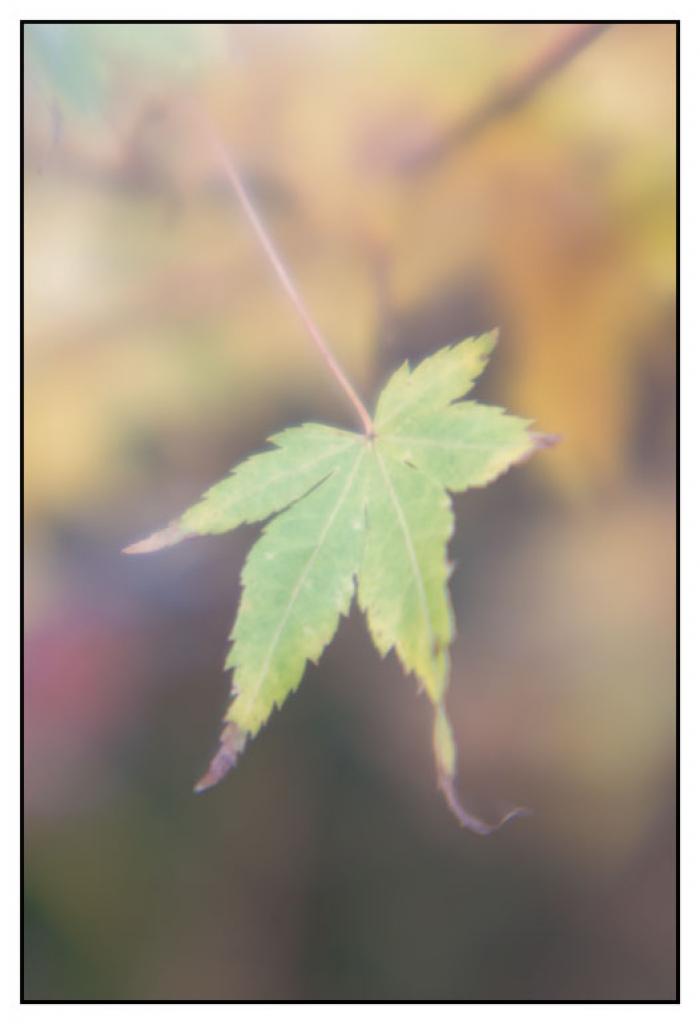 Lone autumn leaf 