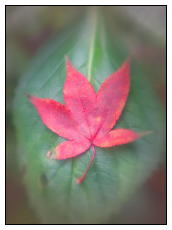 Red fallen autumn leaf