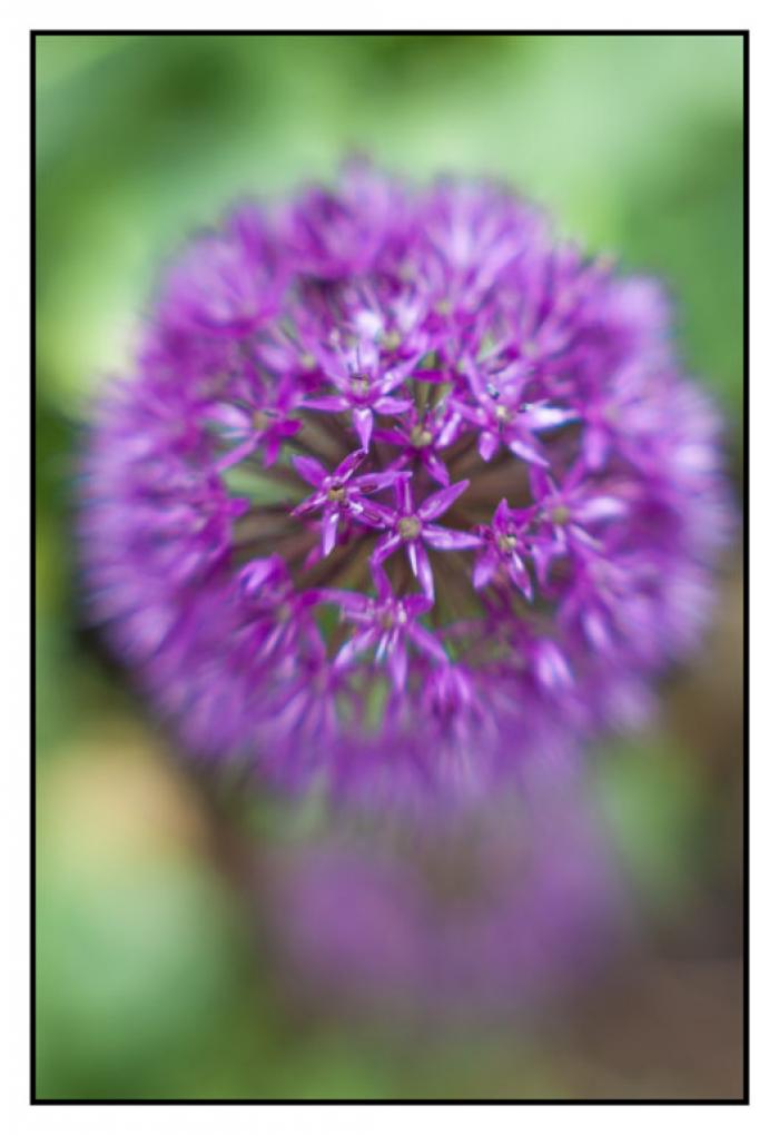 Abstract Alliums