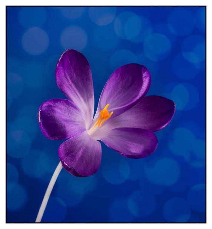 Crocus on blue background with bokeh