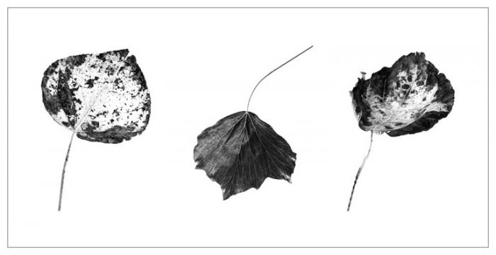 Dried Autumn Leaves (Triptych) 