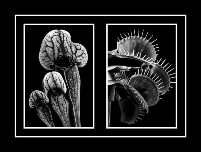 Carnivorous Plants, Sarracenia and Venus Fly Trap