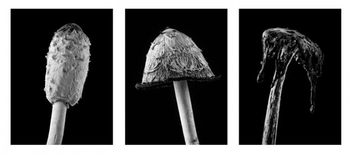 Fungi life cycle triptych